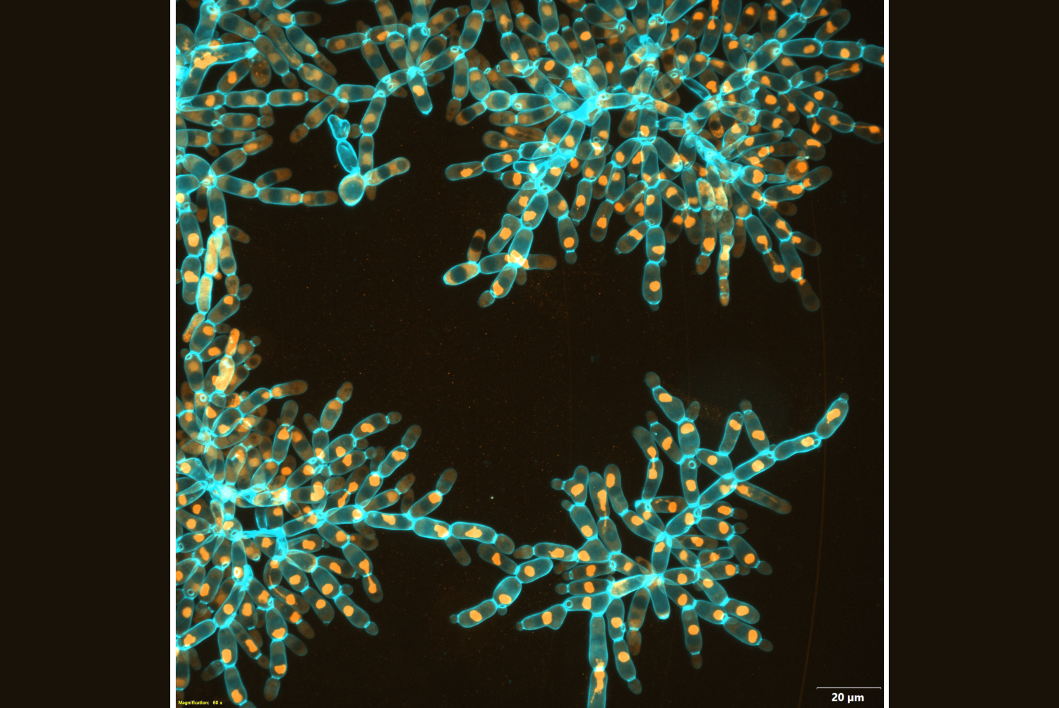 snowflake yeast